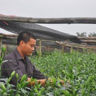 Trồng cây tiền tỷ: “Hái” 2 tỷ đồng từ hoa đẹp nhất thế giới