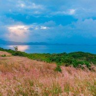 Check-in ngay đồi cỏ lau bạt ngàn ở Bình Ba