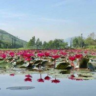 Ngỡ ngàng "rừng" hoa súng khoe sắc trên hồ ở chân đèo Eo Gió