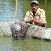 Hết thời cá kèo, bán 3 tấn cá lỗ hơn 50 triệu đồng