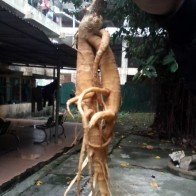 Cẩn thận cây 'đội lốt' nhân sâm khiến người dùng dễ bị ngộ độc