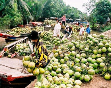 “Thủ phủ” dừa… nhập khẩu dừa