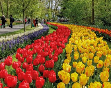 Sững sờ trước 7 triệu bông tulip đồng loạt bung nở