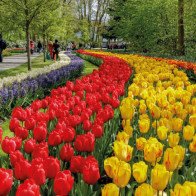 Sững sờ trước 7 triệu bông tulip đồng loạt bung nở