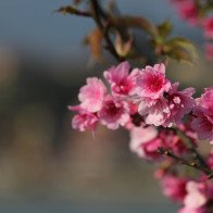 Mãn nhãn sắc đào giữa thành phố ngàn mây Fansipan Legend