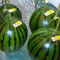 Dưa hấu Quảng Ngãi chín thối, sao vẫn ham mua dưa Nhật giá 2 triệu?