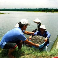 Tôm sú, tôm thẻ cùng tăng giá mạnh, nông dân tiếc hùi hụi