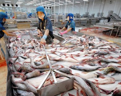 90% cá tra bán tại Mỹ nhập khẩu từ Việt Nam