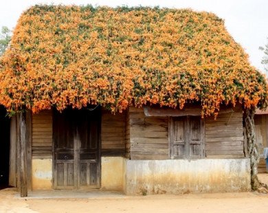 Hoa rạng đông phủ kín mái nhà ở Lâm Đồng