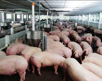 Kỷ lục 30 năm: 1kg thịt lợn không mua nổi cân táo Tàu