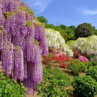 Lạc lối giữa những vườn hoa tử đằng đẹp không thốt nên lời