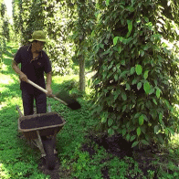 Gỡ khó đầu ra, nông dân Đông Nam Bộ đổ xô trồng tiêu sạch
