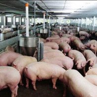 Kỷ lục 30 năm: 1kg thịt lợn không mua nổi cân táo Tàu