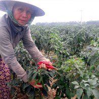 Ớt chín đầy đồng không có người mua