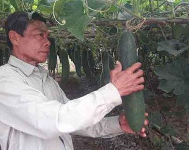 Bí đao còn 1.500 đồng/kg, nông dân Quảng Nam chờ được giải cứu