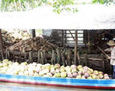 Giá dừa khô tăng cao