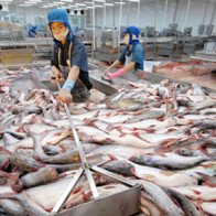 Mỹ tiếp tục áp thuế chống bán phá giá cá tra Việt Nam