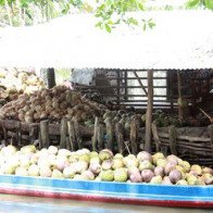 Giá dừa khô tăng cao