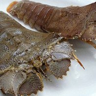 Loài tôm mũ ni ở Việt Nam có giá cả triệu đồng