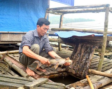 Địa chỉ nông sản sạch: Dùng cây tre, ống nhựa nuôi cá chiên đặc sản