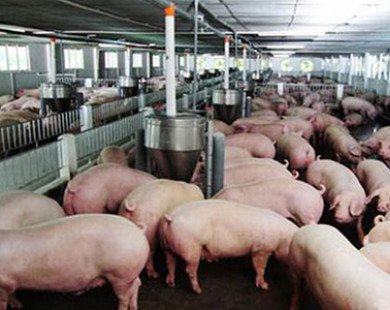 Thịt lợn rẻ hơn rau, Bộ Nông nghiệp 