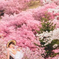 Xứ sở cổ tích ngập tràn hoa trên núi ở Hàn Quốc