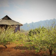 Tháng 5, trải nghiệm hái mận trên cao nguyên Mộc Châu