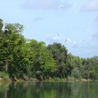 Vì sao hè này mọi người nô nức đi thăm Vườn quốc gia Tràm Chim