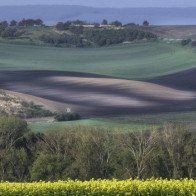 Thả hồn trên cánh đồng xanh mượt đẹp như tranh ở Czech