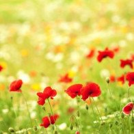 Thứ Bảy của bạn (1/7): Cự Giải bị thử thách