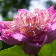Những đầm sen đẹp mê hồn quanh Hà Nội cho dân săn ảnh