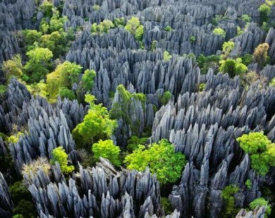 Mê hoặc vẻ đẹp siêu thực của 12 khu rừng kì bí nhất hành tinh