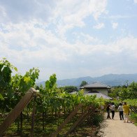 Tham Yamanashi - Lá phổi của nước Nhật