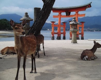 Ghé thăm Miyajima – hòn đảo của những chú hươu tại Nhật Bản