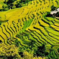 “Mùa vàng” Hoàng Su Phì – đến hẹn lại lên