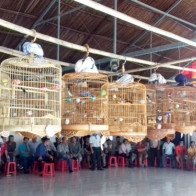 Chiêu độc đánh bại “thánh cám nhái”