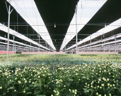 PAN - Saladbowl sẽ đưa Việt Nam lọt top 3 nước xuất khẩu hoa lớn nhất sang Nhật Bản