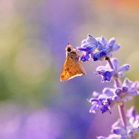 Tử vi tuần mới của 12 cung hoàng đạo từ ngày 27/11 đến 03/12/2017