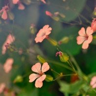 Tử vi thứ Năm ngày 1/2/2018 của 12 cung hoàng đạo