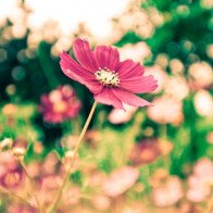 Tử vi thứ Tư ngày 28/3/2018 của 12 con giáp