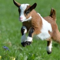 GÓC KHUẤT 12 CON GIÁP: Tuổi Mùi lười nhác và ỷ lại