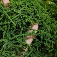 Bát canh hoa rau ngót rừng: Ngọt lừ, đắt gấp đôi thịt bò Mỹ