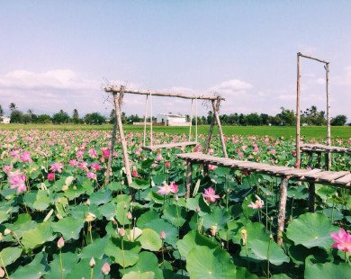 Đẹp ngỡ ngàng “cánh đồng sen Tháp Mười” thu nhỏ giữa Ninh Thuận