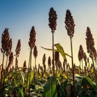 Trung Quốc áp thuế 179% lên cao lương của Mỹ