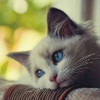 Tính cách tuổi Mão cung Bạch Dương