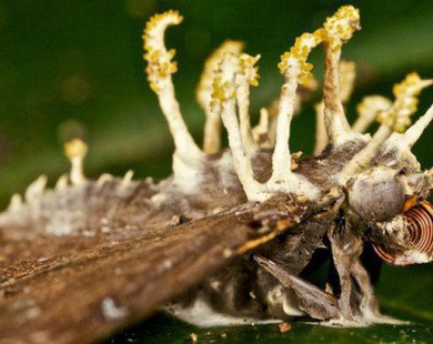 Sợ thuốc trừ sâu có hại, vậy thì loại nấm kí sinh này sẽ là tương lai mới cho ngành nông nghiệp