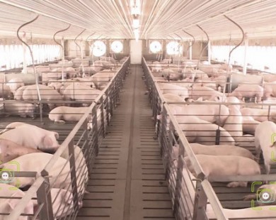 Trung Quốc: Áp dụng công nghệ nhận diện khuôn mặt vào chăn nuôi lợn có dễ dàng ?