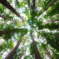 Mệnh Mộc: Vận mệnh sự nghiệp năm 2021 sẽ ra sao?