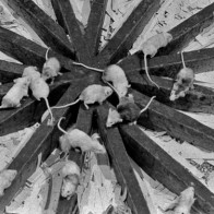 Thiên đường chuột P2