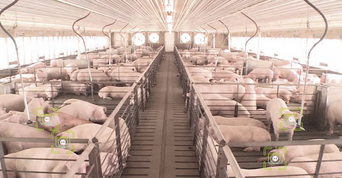 Trung Quốc: Áp dụng công nghệ nhận diện khuôn mặt vào chăn nuôi lợn có dễ dàng ?